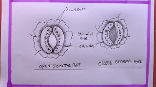 How To Draw Open And Closed Stomatal PoreStomata Diagram [upl. by Lokim]