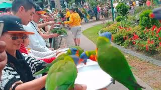 30092024 Currumbin Wildlife Sanctuary  lorikeet feeding [upl. by Cilla693]