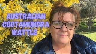 Australian Cootamundra Wattle In Bloom [upl. by Enneyehc910]