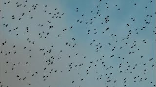 murmuration in february brighton [upl. by Helene]