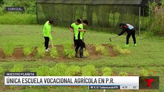 Corozal cuenta con la única escuela vocacional agrícola en Puerto Rico [upl. by Andonis729]