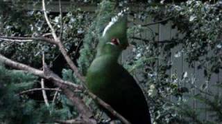 livingstones turaco [upl. by Vaientina]