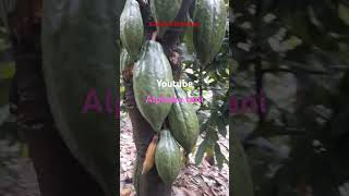 Cacao lokal hasil pangkas beratcacao berkebun pertanian kakaoberbuahlebat [upl. by Graig]