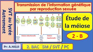 Etapes de la méiose transmission de linformation génétique par reproduction sexuée [upl. by Orag]