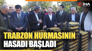 Trabzon Hurmasının Hasadı Adıyamanda Başladı [upl. by Mashe]