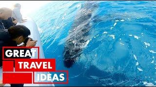 Whale Watching in HERVEY BAY Australia  TRAVEL  Great Home Ideas [upl. by Manchester227]