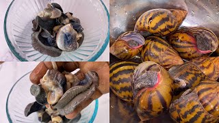 How to remove snail from shell without breaking it [upl. by Nic717]