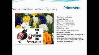 chaine de jardin Primevère Plante bisannuelle [upl. by Ozzy993]