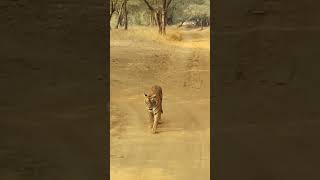 Ranthambhore National parkranthamborenationalpark tiger youtubeshorts [upl. by Sotos]