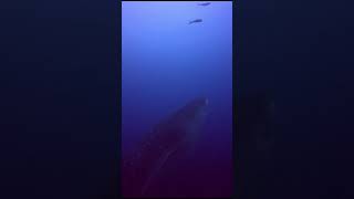 whale shark excitement on the 1st dive in the galapagos whaleshark diving ocean galápagos [upl. by Icram]