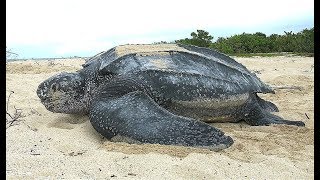 Facts The Leatherback Sea Turtle [upl. by Anuaf]