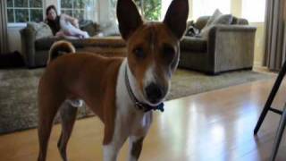 Basenji Yodels [upl. by Aaronson]