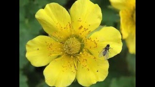 fiori del parco nazionale dolomiti bellunesi [upl. by Sarita392]