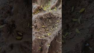 Ceratophysella sp Yellow springtails bioactive springtails dartfrog enclosure vivarium [upl. by Lennon]