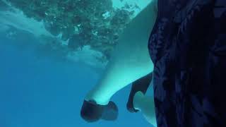 Diving at Sandals Royal Caribbean Jamaica 3 [upl. by Airdnna285]