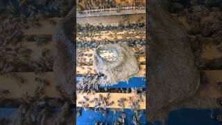 Heavy propolis in most of my hives honeybees beekeeper beekeeperslife langstrothbeehive [upl. by Ajay758]