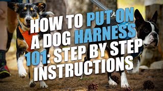 How to Put On a Dog Harness StepbyStep Instructions [upl. by Issiah]