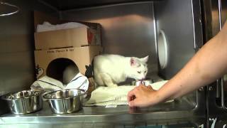 Tip Tuesdays Coaxing a Cat Out of Hiding [upl. by Etak]