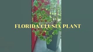 FLORIDA CLUSIA PLANTS plants nature trending [upl. by Libove879]