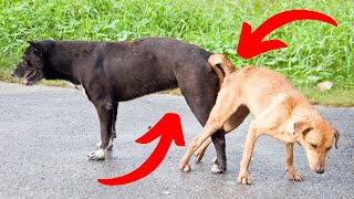 Why Do Dogs Get STUCK After Mating [upl. by Wooldridge953]