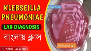 Klebsiella pneumoniaeLab diagnosisMedical Lab Concept [upl. by Yrehc]