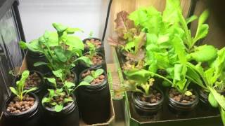 How To Treat Aphids Infestation Hydroponic Indoor Garden [upl. by Atram]