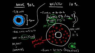 Immunology  Lymphocytes B cells T cells NK cells and NKT cells [upl. by Leipzig23]