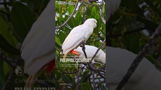 Philippine Cockatoo Population Is ENDANGERED  TAGALOG [upl. by Oiliduab]