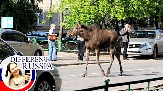 What Its Like to Live in National Park in the Suburbs of Moscow Amber City [upl. by Mathias]