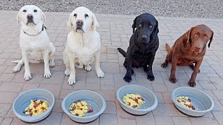 Cooking Breakfast For My Dogs [upl. by Enawyd]