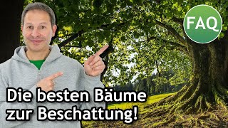 Welcher Baum spendet am meisten amp schnell Schatten Eine Übersicht für deutsche Gärten  FAQ ☀️ Pina [upl. by Eynttirb]