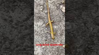 Finding a long tailed salamander in a new spot  dayhikingandherpingdudes [upl. by Derron]