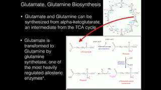 Glutamate Glutamine Biosynthesis [upl. by Blinnie471]