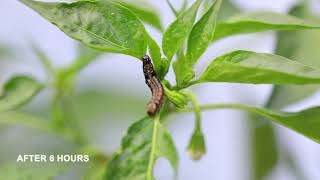 Syngenta India  Evicent  Effect on insect pests [upl. by Cobbie919]