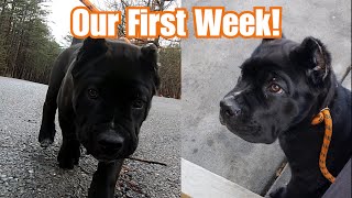 First Week With Our Cane Corso Puppy  Starting Basic Obedience [upl. by Brownley]