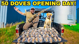 LIMITED OUT Dove Hunting OPENING DAY Catch Clean Cook [upl. by Ahoufe]