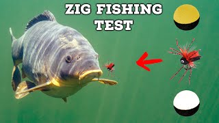 How do carp react to zig rigs First takes ever filmed underwater [upl. by Lustig983]