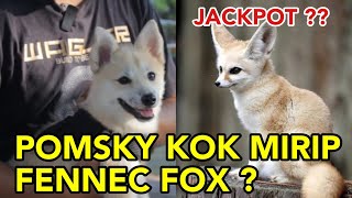 POMSKY LOOK A LIKE FENNEC FOX BREEDING POMSKY DARI AWAL PART 2 pomsky naturebridgeid fennecfox [upl. by Heinrick660]