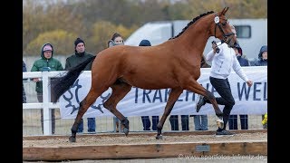 Pflastermusterung Trakehner Hengstmarkt 2019 [upl. by Elaval]