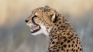 Cheetah Calling Cubs  4K African Wildlife [upl. by Artim]