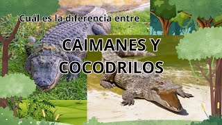 Cuál es la diferencia entre caimanes y cocodrilos [upl. by Bartolemo]