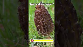 ⏱️ 1 minute pour réviser 6 champignons 🍄 communs épisode 1 quiz nature [upl. by Jones492]