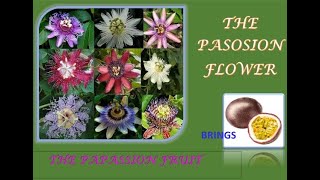 Passion flower passiflora Plant fruit medicine [upl. by Shrier976]