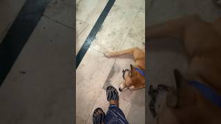 Chappal Ka Dushman 😂😂dogs shorts viralshorts funny funnyanimal [upl. by Zabrina]