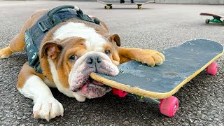 Bruno The Bulldog Goes Skateboarding for the 1st Time [upl. by Philly]