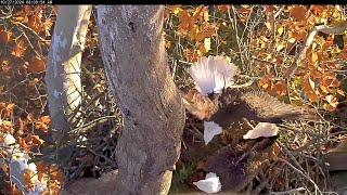 Morning visit the golden leaves are like colorful curtains for the nestthe NCTC Eagle 24 10 27 [upl. by Louie]