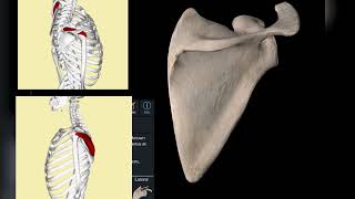 La scapula en 3d [upl. by Bluefarb511]