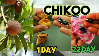 How To Grow At Chikoo Seed SapodillaSapote Growing From Seed Seed Grow As Unique Technic [upl. by Ennaeus826]