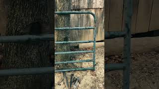 Installing a gate for our mini horse and donkey ￼ [upl. by Drawyeh]