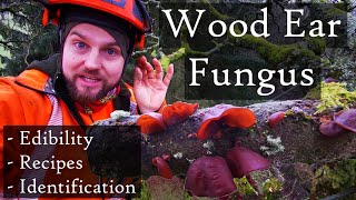 Wood Ear  Jelly Ear Fungus Auricularia auriculajudae Identification Edibility amp Recipe Ideas [upl. by Anihta194]